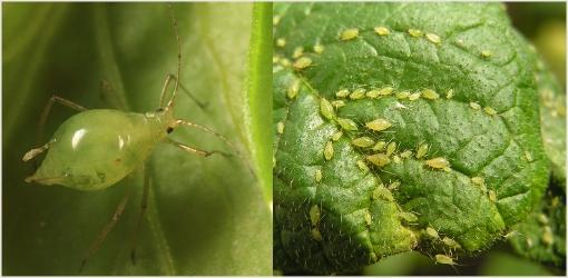 เพลี้ยอ่อนบนใบ