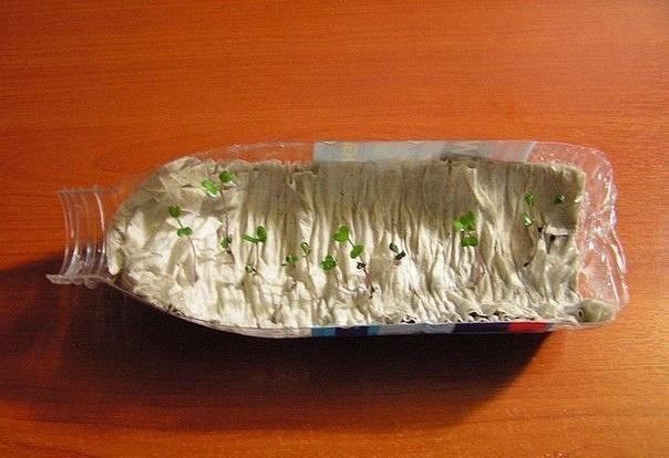 plants de tomates dans du papier toilette