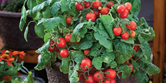 tomates cerises sur le rebord de la fenêtre