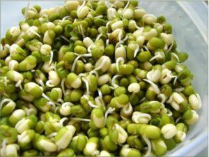 วิธีการงอกถั่วลันเตาอย่างรวดเร็วที่บ้าน: ประโยชน์และอันตรายสูตรอาหาร