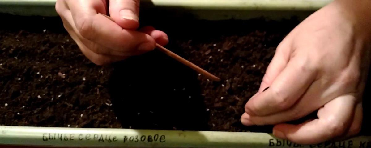 ต้นกล้ามะเขือเทศ