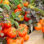 ลักษณะของมะเขือเทศซันก้า