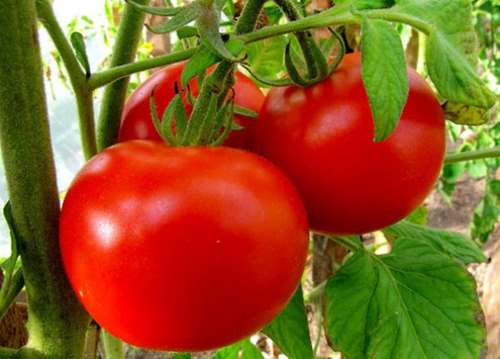 มะเขือเทศอนาสตาเซีย