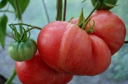 บิ๊กมัมม่า