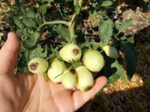 คำอธิบายโรคของมะเขือเทศและการรักษา วิธีการรักษา