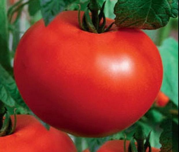 Tomate baltique