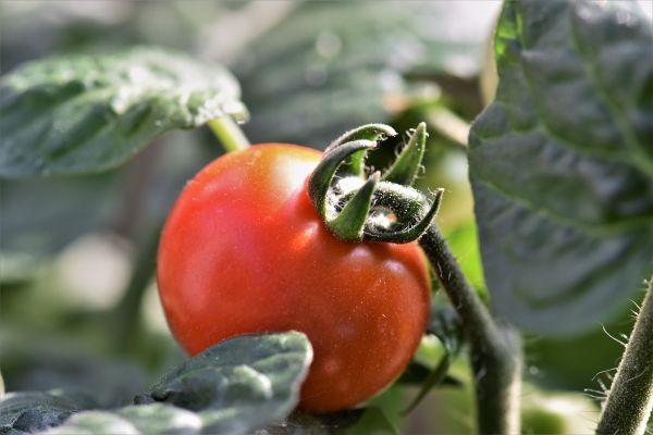 novice en tomates
