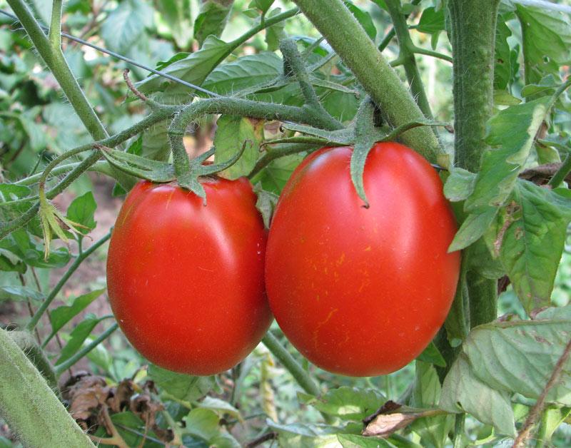 Tomate Andromeda F1