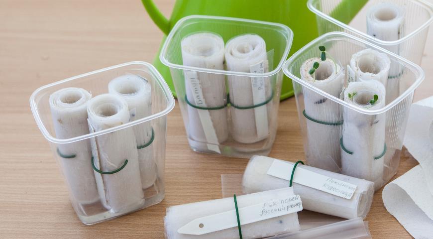 plants de tomates dans du papier toilette