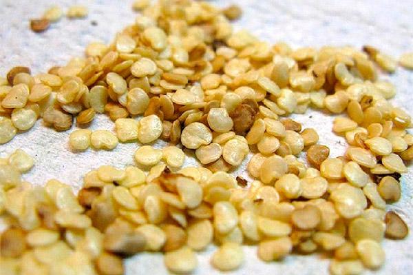 มะเขือเทศมาซารินี