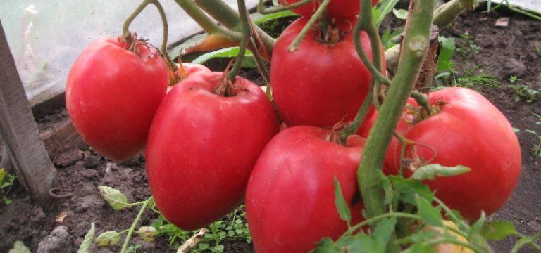 บิ๊กมัมม่า