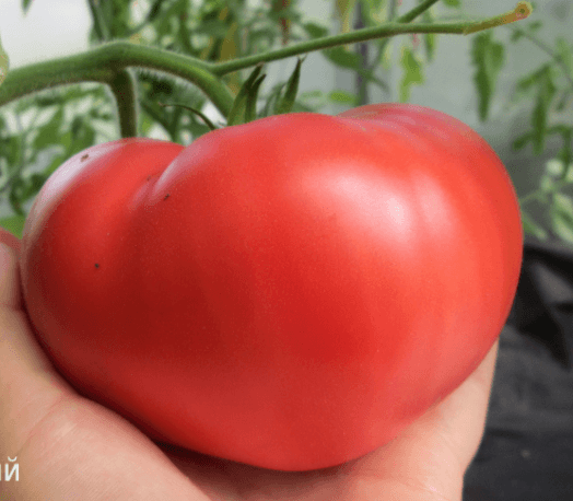 หัวใจวัวกระทิง มินูซินสค์