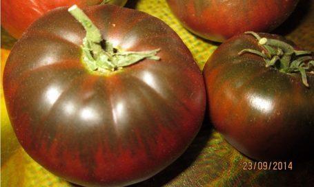 ยักษ์ใหญ่แห่งคิวบา