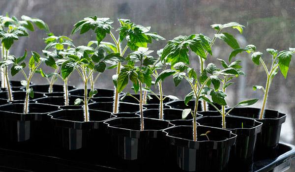 เครื่องหว่านเมล็ดแบบกระสวยสำหรับต้นกล้า