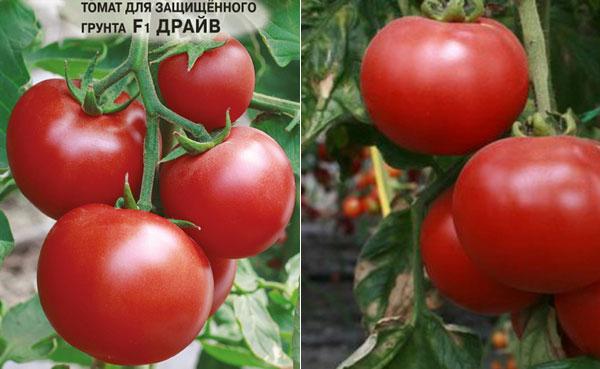 Tomate Khlynovsky