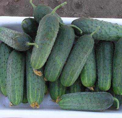 สปาร์ต้า เอฟ1