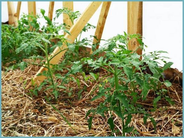 การคลุมดินมะเขือเทศ