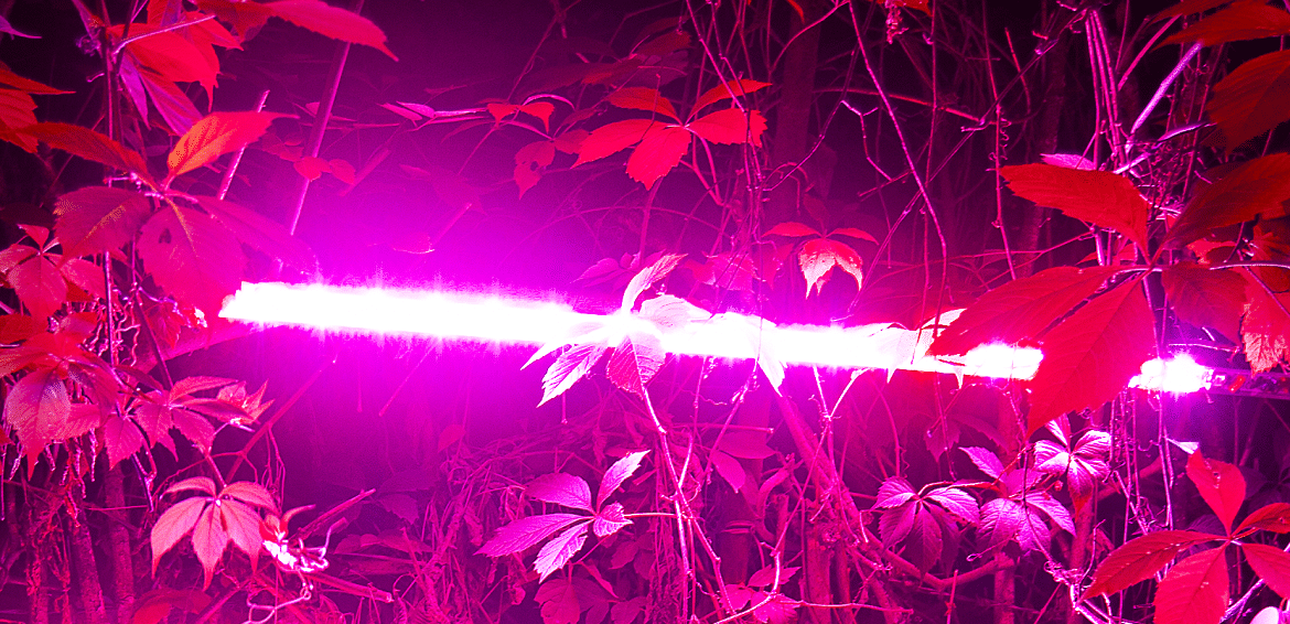 Phytolampes pour semis