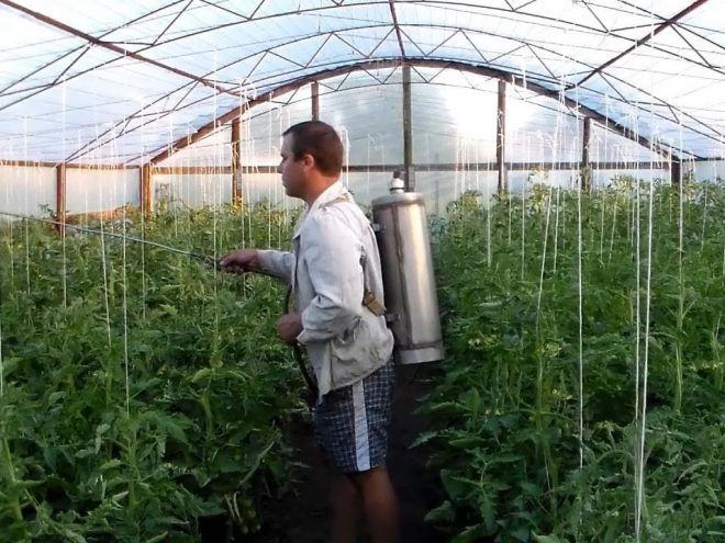 spray d'acide borique pour tomates