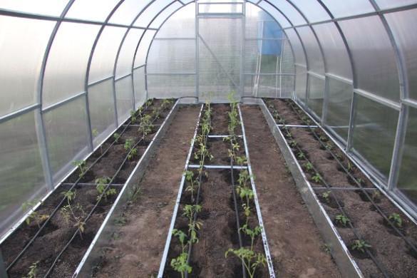 มะเขือเทศบลาโกเวสท์