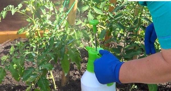 spray d'acide borique pour tomates