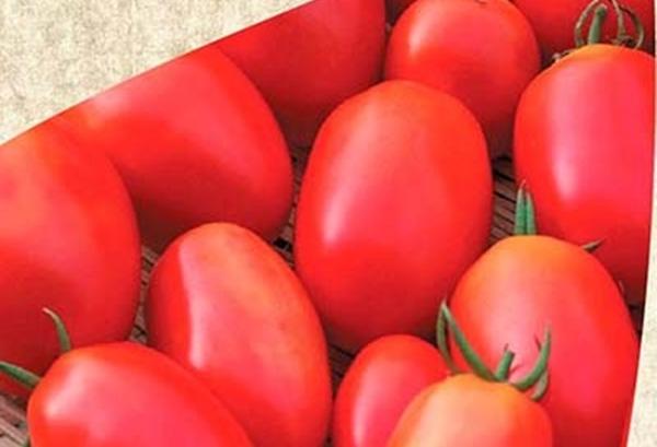 L'apparition de la tomate hybride Tarasenko