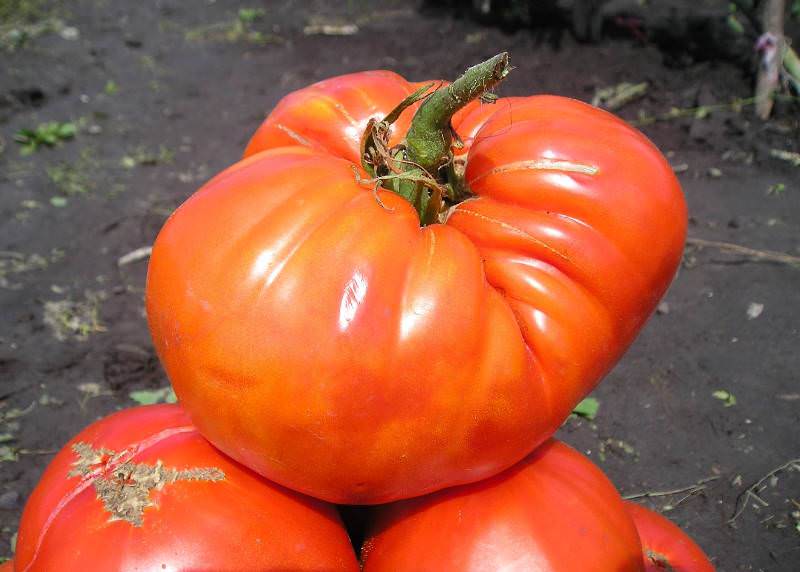 ยักษ์เรเดียนท์