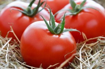 ลักษณะของมะเขือเทศพันธุ์ Anyuta