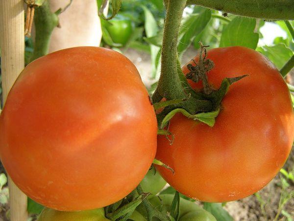 tomate kaki
