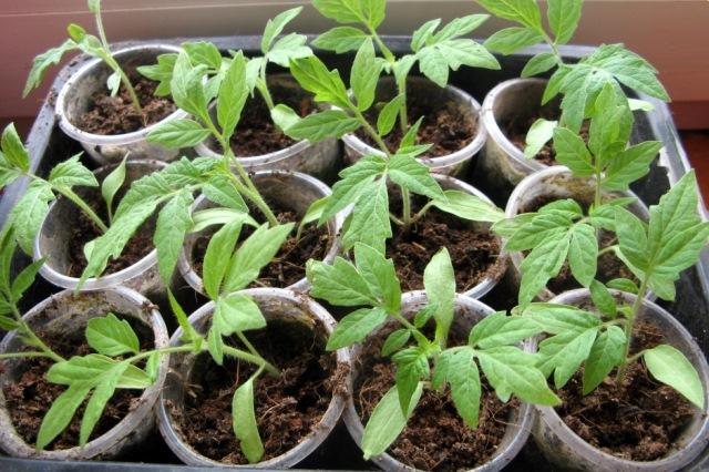 heures de clarté pour les plants de tomates