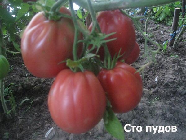 buissons de tomates de cent livres