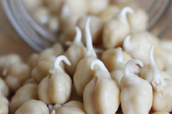 ถั่วงอก