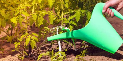 การรดน้ำมะเขือเทศ