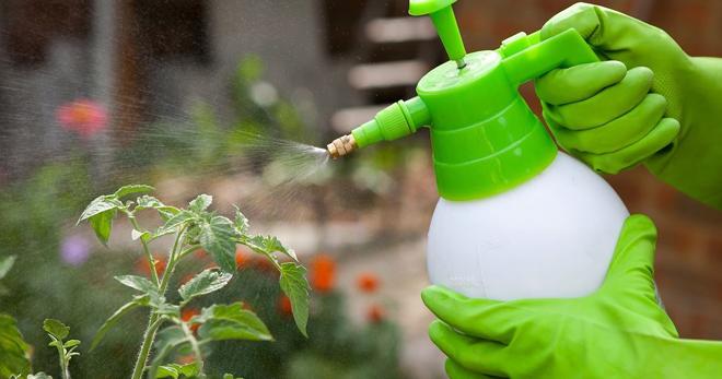 spray d'acide borique pour tomates