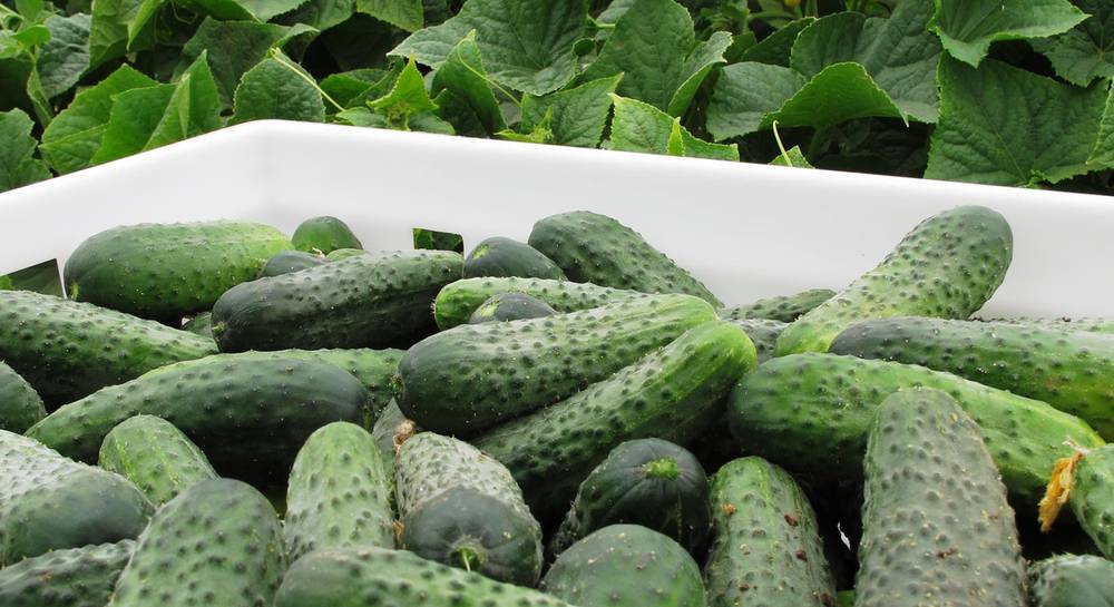 ผลประโยชน์ F1