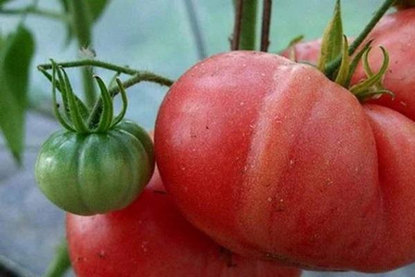 L'automne de Leningrad