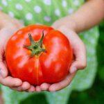 มะเขือเทศอะโซเรส เรด เนเวส