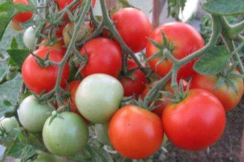 tomate cerise
