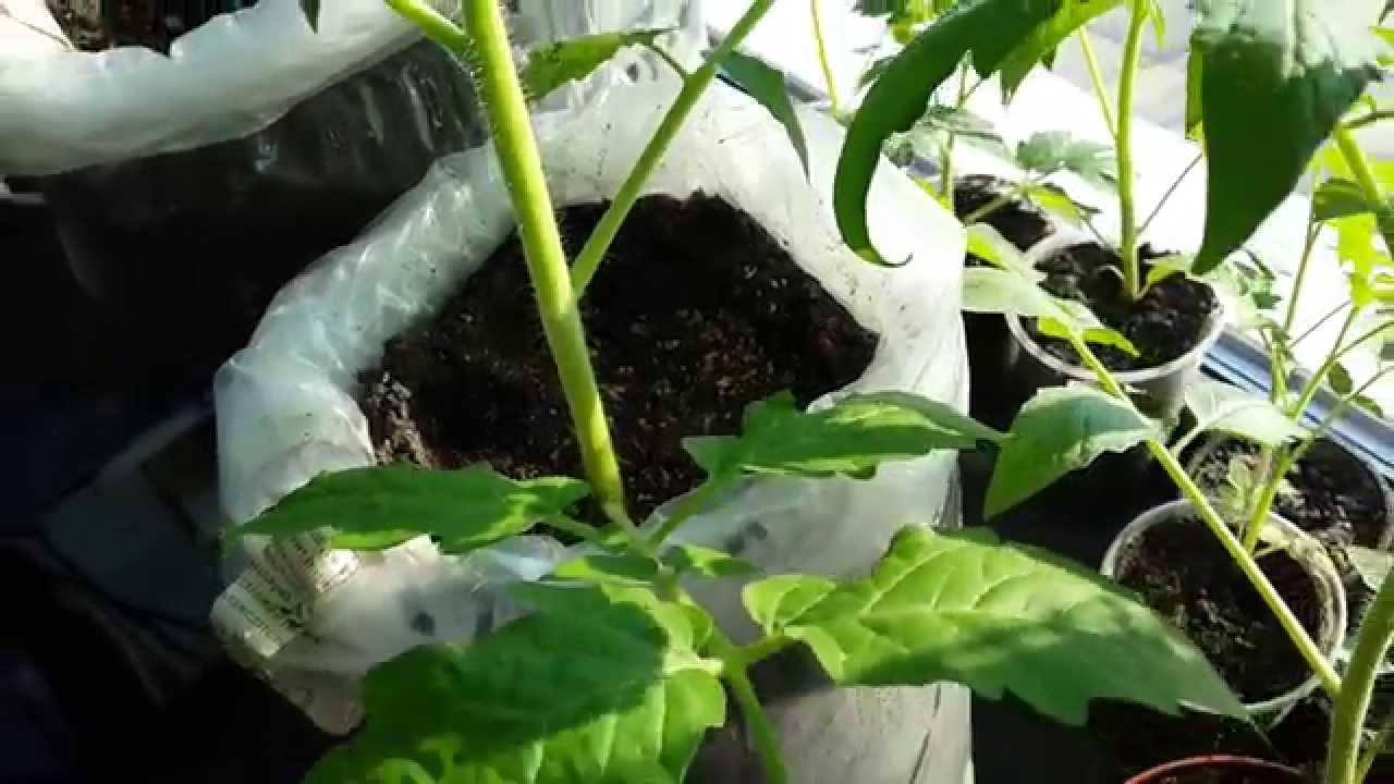 ต้นมะเขือเทศ