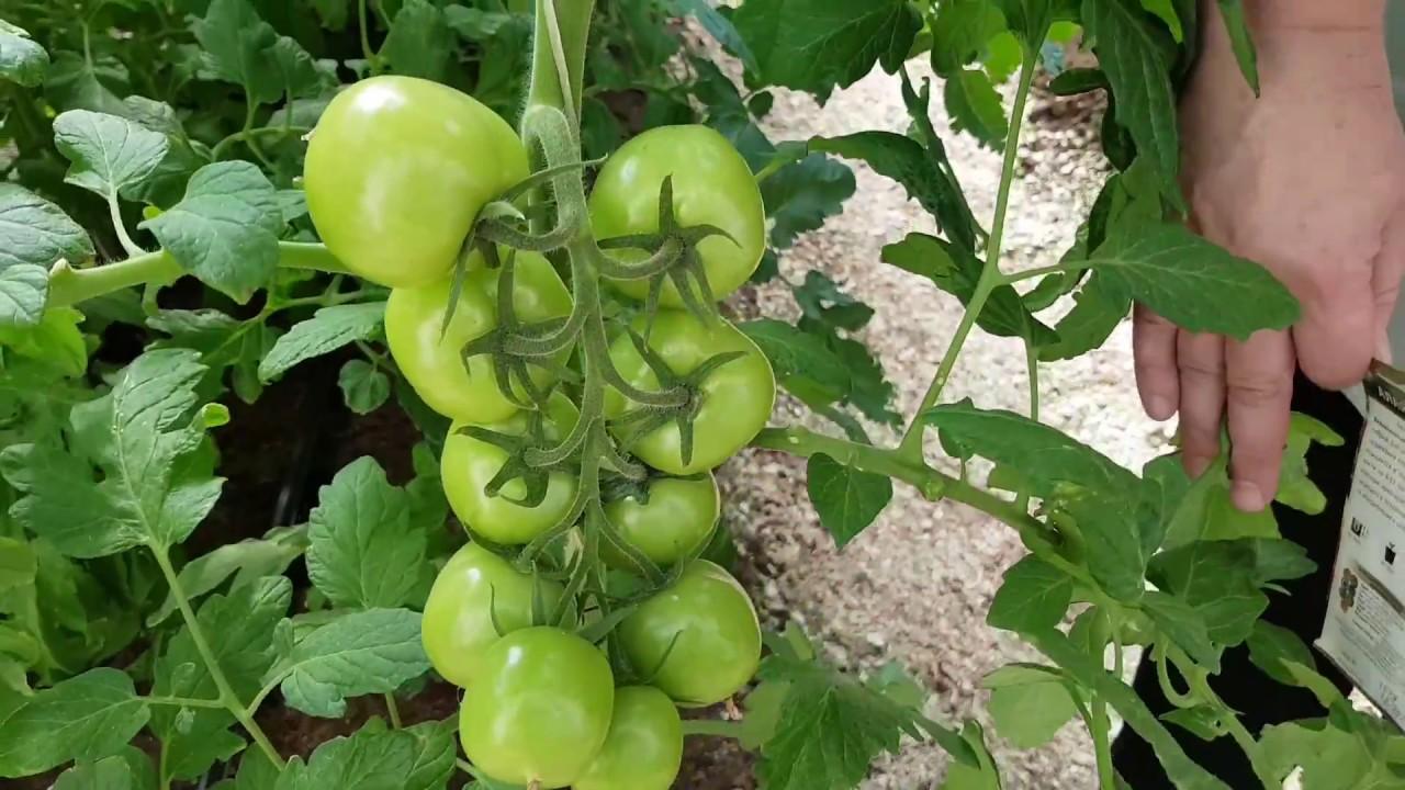 Caravelle écarlate F1