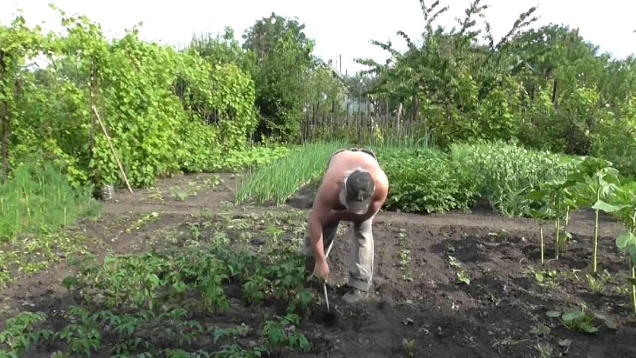 ไก่มะเขือเทศ