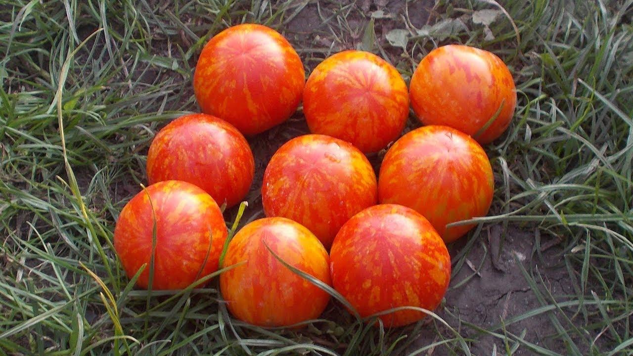 มะเขือเทศเสือ