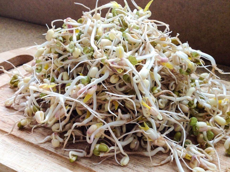 ถั่วงอก