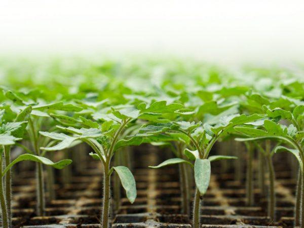 หมีตีนปุกมะเขือเทศ