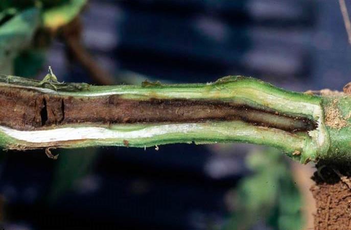 Jambe noire (pourriture des racines)