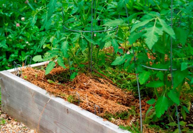 การคลุมดินมะเขือเทศ