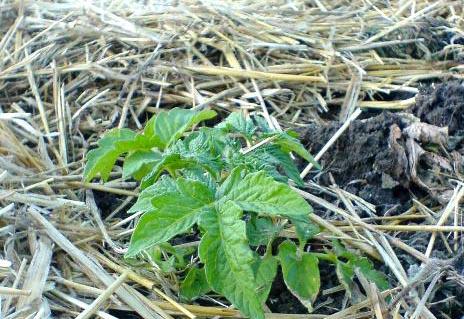 การคลุมดินมะเขือเทศ