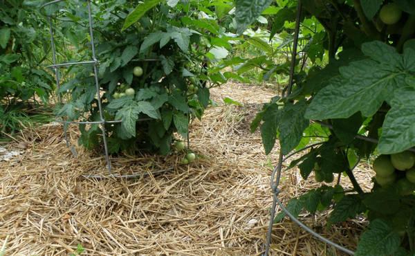 การคลุมดินมะเขือเทศ