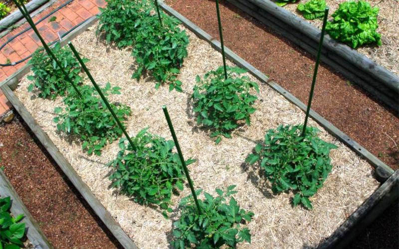 การคลุมดินมะเขือเทศ