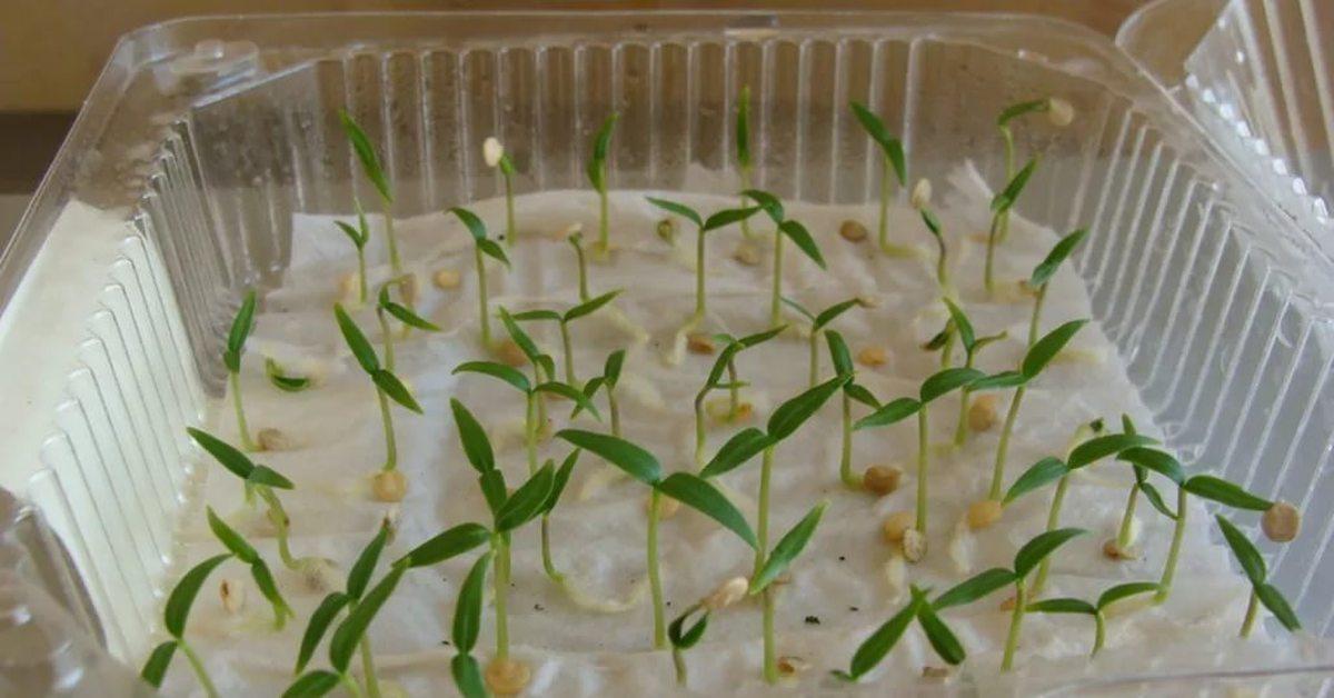 plants de tomates dans du papier toilette